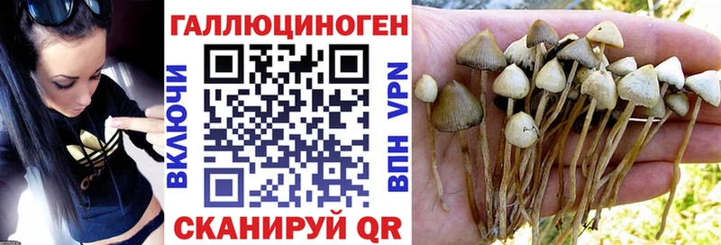 Псилоцибиновые грибы Psilocybe  Купить где  Чапаевск 